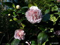 vignette ' MADAME CORMERAIS BAHUAUD ' camellia japonica