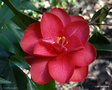 vignette Camlia, camellia issu de mes semis
