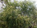 vignette Acacia Pravissima bientt en fleurs au 15 02 13