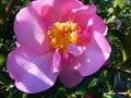 vignette Camellia williamsii Mary Phoebe Taylor premires fleurs au 16 02 13