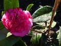 vignette Camellia williamsii Debbie première fleur au 16 02 13