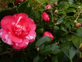 vignette Camellia japonica Elegans au 15 02 13