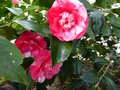 vignette Camellia japonica Elegans autre gros plan au 15 02 13