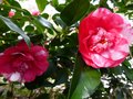 vignette Camellia japonica Elegans gros plan au 15 02 13