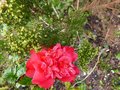 vignette Camellia japonica Mark Alan en compagnie de la bruyre arbustive estrella gold au 15 02 13