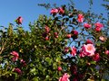 vignette Camellia williamsii Brigadoon autre vue au 15 02 13