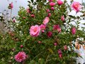 vignette Camellia williamsii Brigadoon immense au 15 02 13
