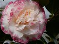 vignette Camellia japonica Margareth davies picottee gros plan au 15 02 13