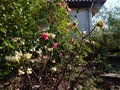 vignette Edgeworthia Chrysantha bien accompagn au 17 02 13