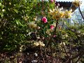 vignette Edgeworthia chrysantha gros plan au 17 02 13