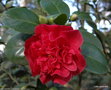 vignette ' ELISABETH HAWKINS ' camellia japonica