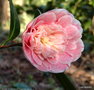vignette ' MARIE LE MENELEC ' camellia japonica