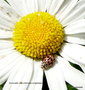 vignette Coccinelle rose (Oenopia conglobata)