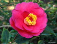 vignette ' CARQUEFOU ' camellia japonica