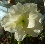 vignette Hippeastrum blanc fleur double