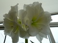 vignette Hippeastrum blanc fleur double