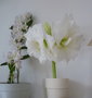 vignette Hippeastrum blanc / Dendrobium nobile