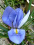 vignette Iris unguicularis - Iris d'Alger