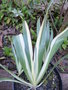 vignette Iris japonica variegata