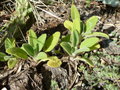 vignette Salvia recognita