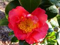vignette Camellia japonica Scented sun et une fleur bizarrement rouge au 21 02 13