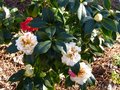 vignette Camellia japonica Scented sun parfum et changeant au 21 02 13