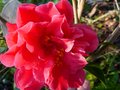 vignette Camellia japonica Mark Alan trs ensoleill au 21 02 13