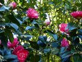 vignette Camellia japonica Elegans au 20 02 13