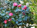 vignette Camellia japonica elegans autre vue au 20 02 13
