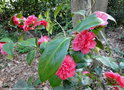 vignette ' MADAME MARTIN CACHET ' camellia japonica