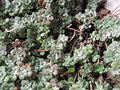 vignette Sedum spathulifolium Cap Blanco 02 2013 Ndc