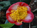 vignette ' KAN ' camellia  japonica de higo