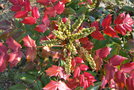 vignette Mahonia japonica