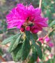 vignette Rhododendron x 'Boskoop Ostara'