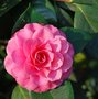 vignette Camellia japonica 'Jubilee Rosea'   (GB 1864)