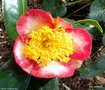 vignette ' OKAN ' camellia  japonca de higo