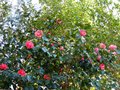 vignette Camellias Freedom bell et japonica Elegans au 21 02 13