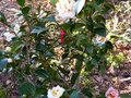 vignette Camellia japonica Scented sun aux fleurs aux couleurs changeantes au 21 02 13