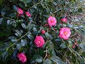 vignette Camellia japonica Lady clare au 21 02 13