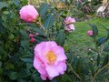 vignette Camellia williamsii Mary phoebe taylor au 21 02 13