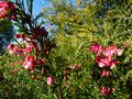 vignette Grevillea rosmarinifolia gros plan au 16 02 13