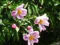 vignette Paeonia lactiflora - Pivoine