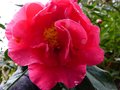 vignette Camellia reticulata Captain Rawes qui dbute au 25 02 13