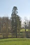 vignette Sequioadendron giganteum   (Beauprau, Maine et Loire, Pays de La Loire)