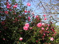 vignette Camellia x williamsii 'Mary Phoebe Taylor'