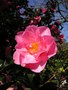 vignette Camellia x williamsii 'Mary Phoebe Taylor'