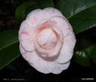 vignette ' BRECA ' camellia japonica