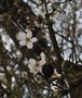 vignette Prunus amygdalus var. dulcis   (Rochefort sur Loire, Maine et Loire, Pays de la Loire)