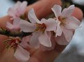 vignette Prunus amygdalus var. dulcis   (Rochefort sur Loire, Maine et Loire, Pays de la Loire)