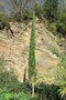 vignette Cupressus dupreziana - Cypres du sahara, cyprs du Tassili